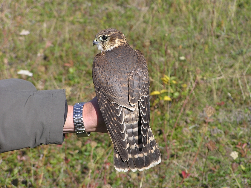 Merlin, Sundre 20040917